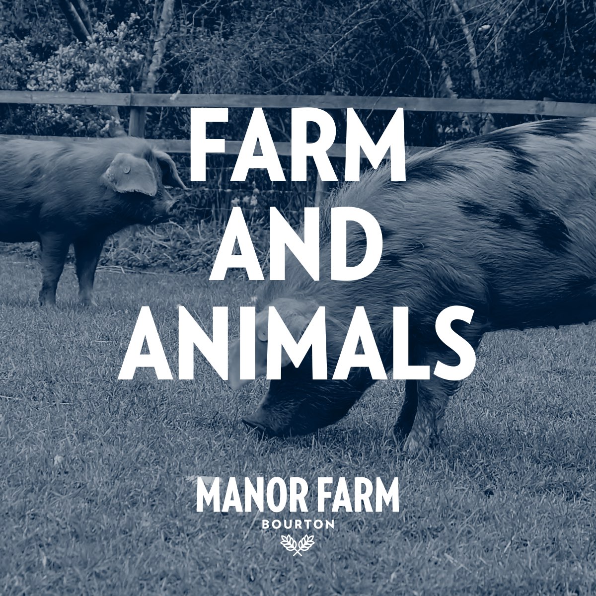 Farm and Animals